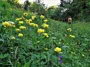 74 Trollius europaeus (botton d'oro) 